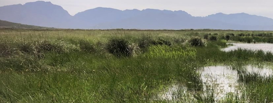 How Much Is a WETLAND Actually Worth?